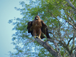 Wahlberg's eagle (Hieraaetus wahlbergi)