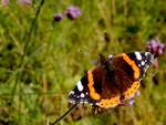 red admiral (Vanessa atalanta)