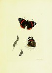 red admiral (Vanessa atalanta)