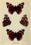 red admiral (Vanessa atalanta)