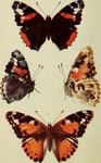 red admiral (Vanessa atalanta), painted lady (Vanessa cardui)