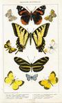 ...gryneus), Zabulon skipper (Poanes zabulon), eastern tiger swallowtail (Papilio glaucus), falcate...