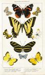 ... orangetip (Anthocharis midea), zebra heliconian (Heliconius charithonia), clouded sulphur (Coli