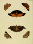 ...stinky leafwing (Historis odius), dark-branded bushbrown (Mycalesis mineus), red admiral (Vaness