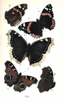 red admiral (Vanessa atalanta), European peacock (Aglais io), mourning cloak (Nymphalis antiopa)