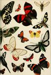 ...a), blushing phantom (Cithaerias pireta aurora), Cocytia durvillii, six-spot burnet (Zygaena fil...