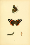 red admiral (Vanessa atalanta)