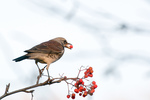 fieldfare (Turdus pilaris)