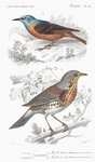 common rock thrush (Monticola saxatilis), fieldfare (Turdus pilaris)