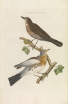 fieldfare (Turdus pilaris)