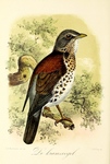 fieldfare (Turdus pilaris)