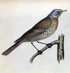 fieldfare (Turdus pilaris)