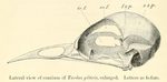 fieldfare (Turdus pilaris)