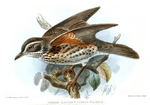 redwing (Turdus iliacus) x fieldfare (Turdus pilaris) - Turdus hybrid