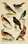 ...e thrush (Turdus viscivorus), black redstart (Phoenicurus ochruros), song thrush (Turdus philome