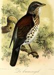 fieldfare (Turdus pilaris)