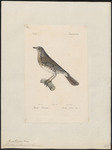 fieldfare (Turdus pilaris)