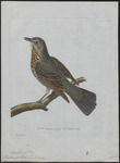fieldfare (Turdus pilaris)