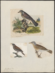 fieldfare (Turdus pilaris)