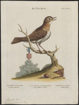 fieldfare (Turdus pilaris)