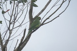 echo parakeet, Mauritius parakeet (Psittacula eques echo)