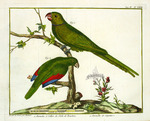 Réunion parakeet (Psittacula eques eques)