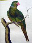 Réunion parakeet (Psittacula eques eques)