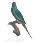 Réunion parakeet (Psittacula eques eques)