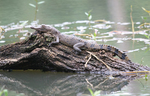 Philippine crocodile, Mindoro crocodile (Crocodylus mindorensis)