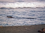 Indo-Pacific crocodile, saltwater crocodile (Crocodylus porosus)