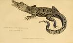 Indo-Pacific crocodile, saltwater crocodile (Crocodylus porosus)