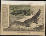 Indo-Pacific crocodile, saltwater crocodile (Crocodylus porosus)