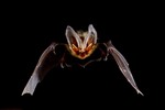 brown long-eared bat, common long-eared bat (Plecotus auritus)