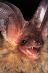 brown long-eared bat, common long-eared bat (Plecotus auritus)