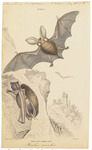 brown long-eared bat, common long-eared bat (Plecotus auritus)