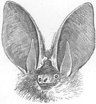 brown long-eared bat, common long-eared bat (Plecotus auritus)