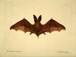 brown long-eared bat, common long-eared bat (Plecotus auritus)