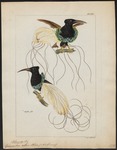 twelve-wired bird-of-paradise (Seleucidis melanoleucus)