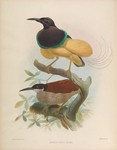 twelve-wired bird-of-paradise (Seleucidis melanoleucus)