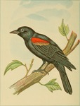 red-winged blackbird (Agelaius phoeniceus)