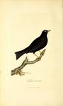 common blackbird, Eurasian blackbird (Turdus merula)