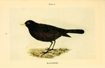 common blackbird, Eurasian blackbird (Turdus merula)