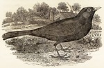 common blackbird, Eurasian blackbird (Turdus merula)