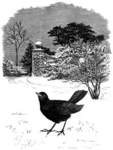 common blackbird, Eurasian blackbird (Turdus merula)