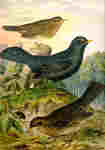 common blackbird, Eurasian blackbird (Turdus merula)