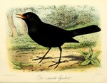 common blackbird, Eurasian blackbird (Turdus merula)