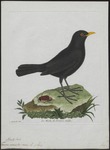 common blackbird, Eurasian blackbird (Turdus merula)