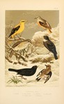 ...Eurasian golden oriole (Oriolus oriolus), common rock thrush (Monticola saxatilis), song thrush 