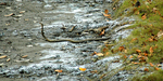 king cobra (Ophiophagus hannah)