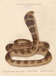 king cobra (Ophiophagus hannah)